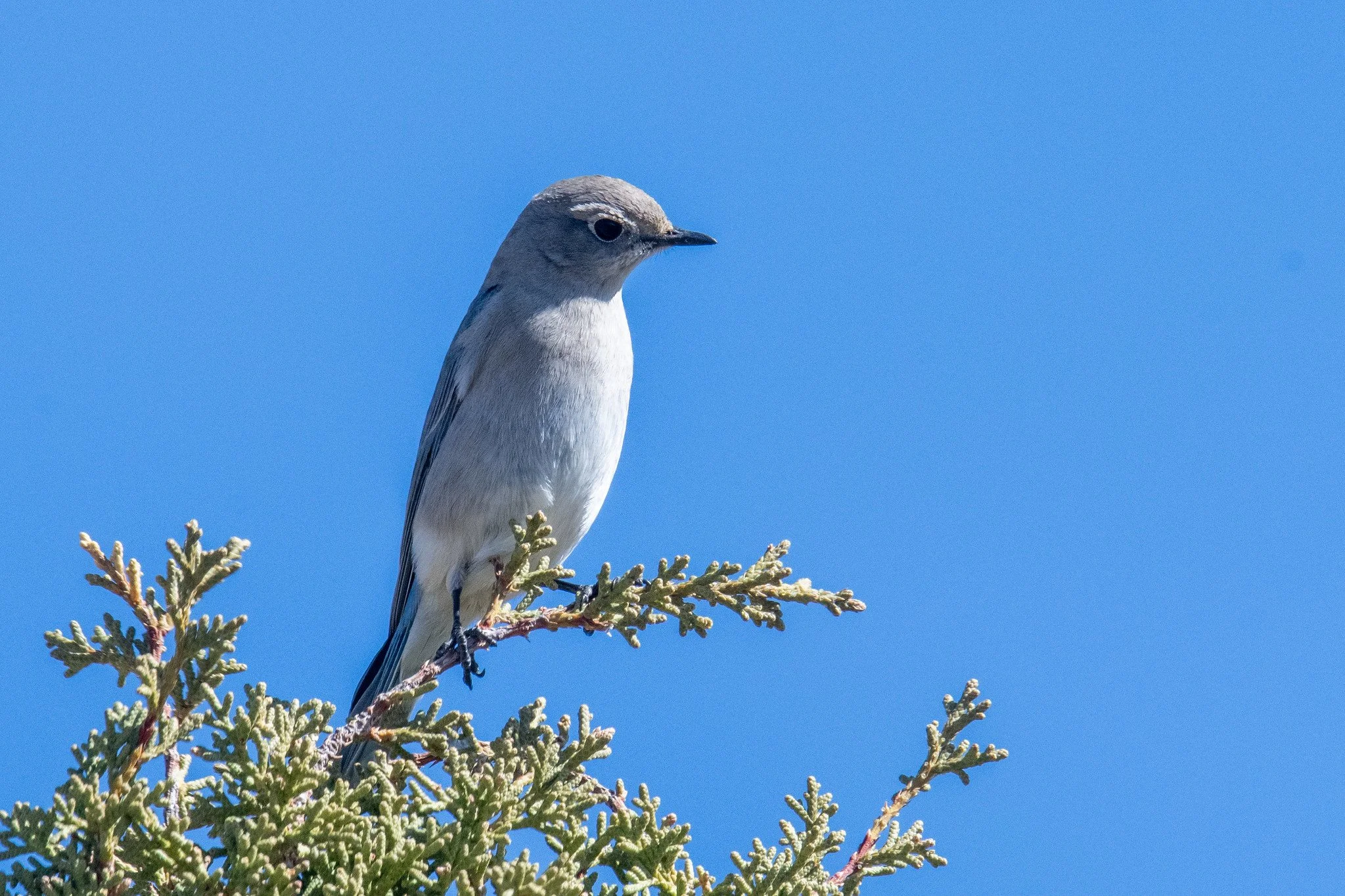 Mountain Bluebird (Sialia currucoides)