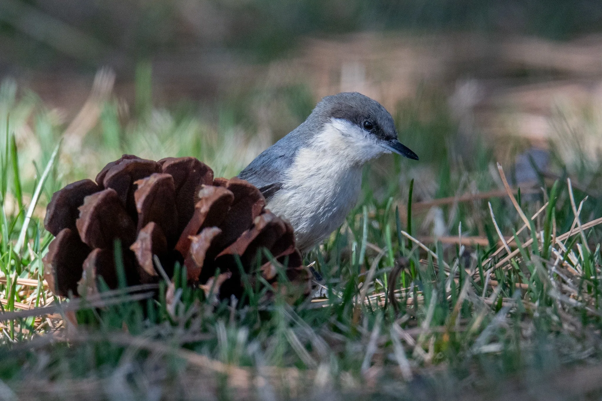 Pygmy Nuthatch (Sitta pygmaea)