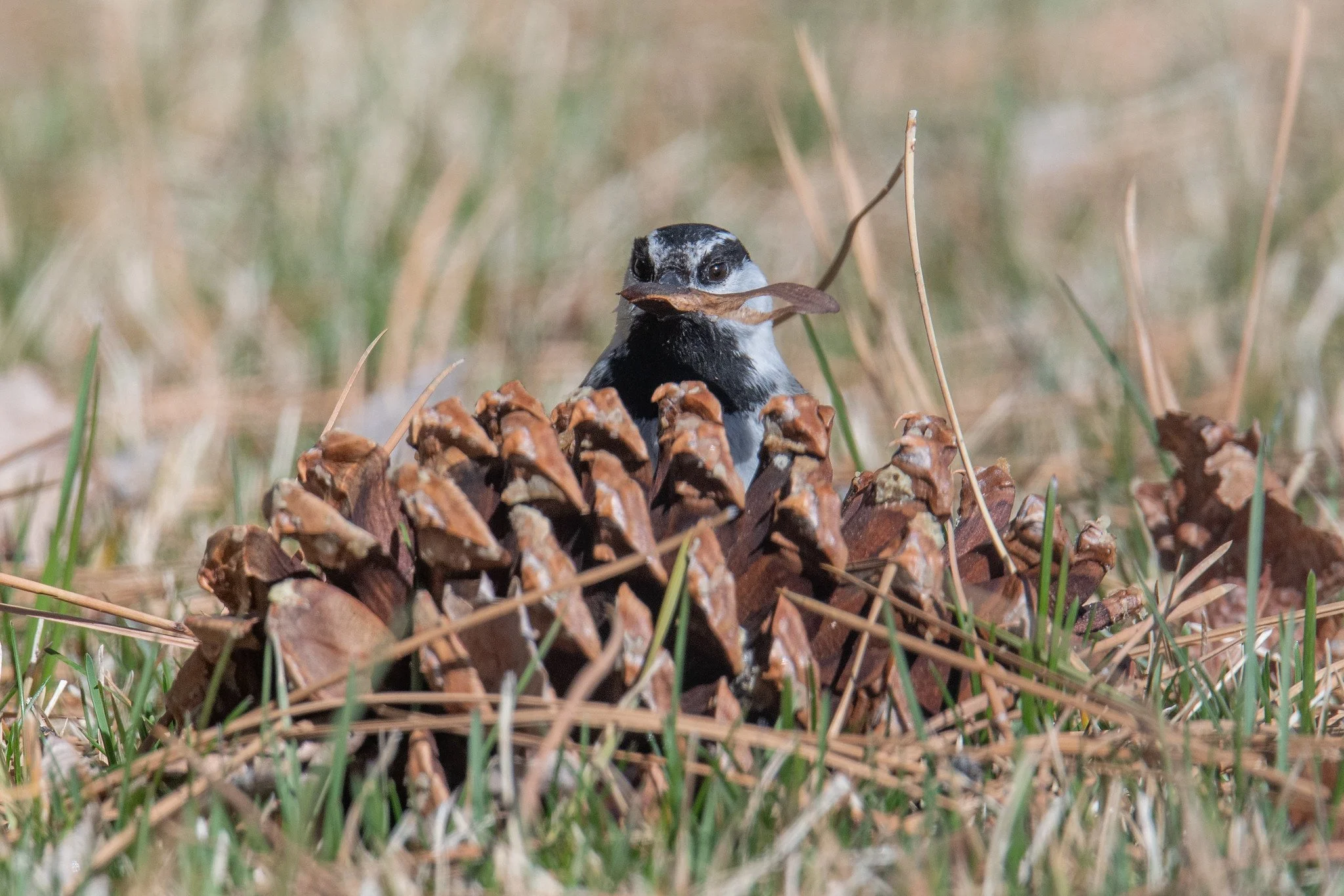 Mountain Chickadee (Poecile gambeli)