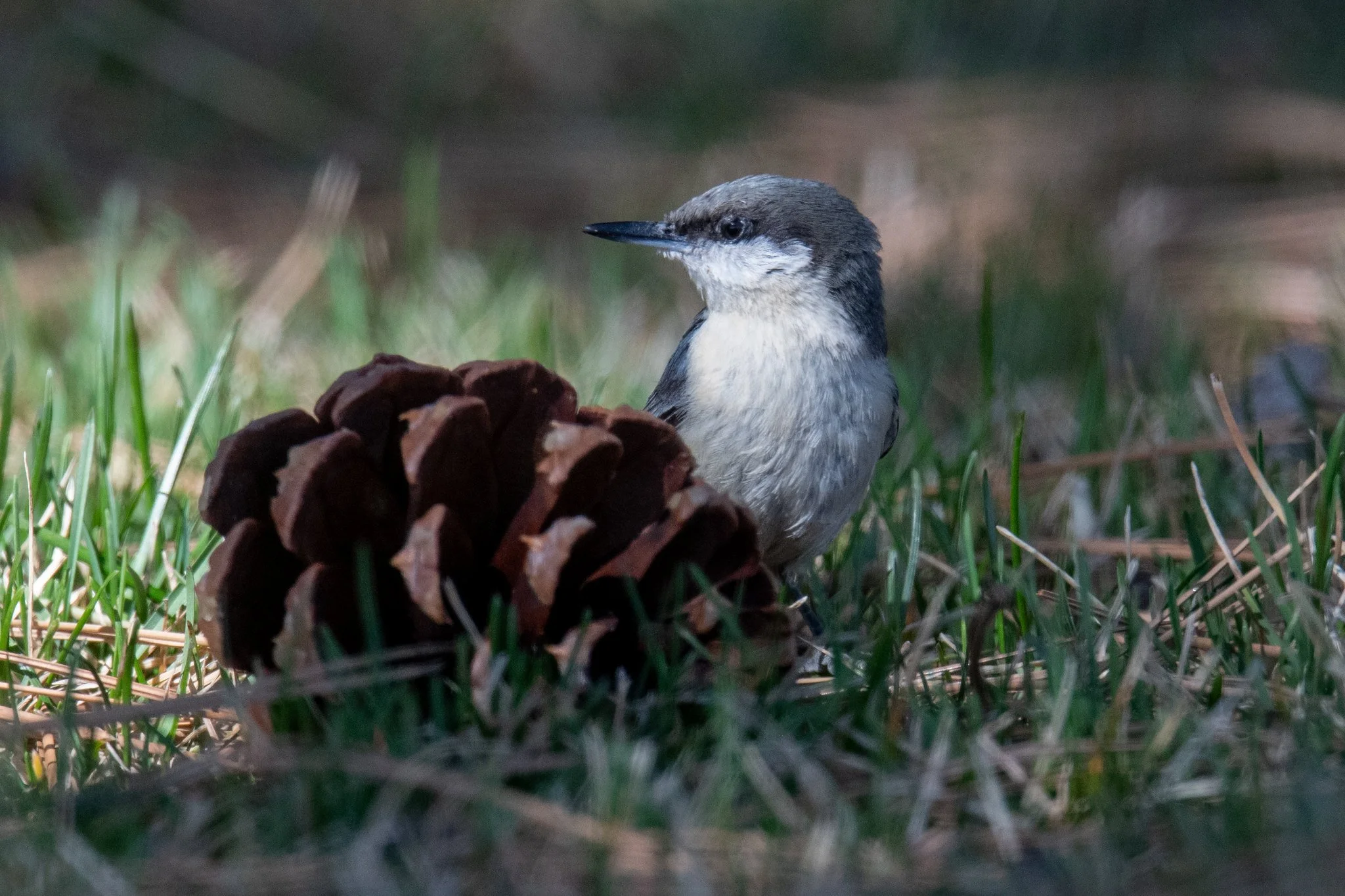 Pygmy Nuthatch (Sitta pygmaea)