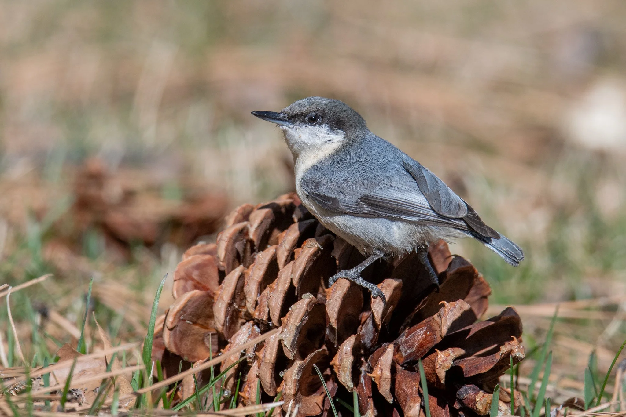 Pygmy Nuthatch (Sitta pygmaea)