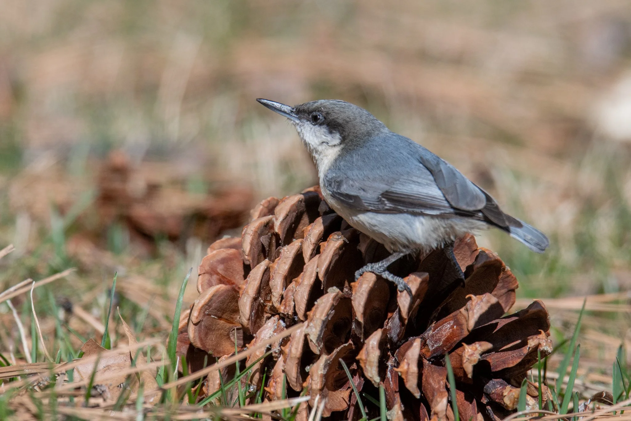 Pygmy Nuthatch (Sitta pygmaea)