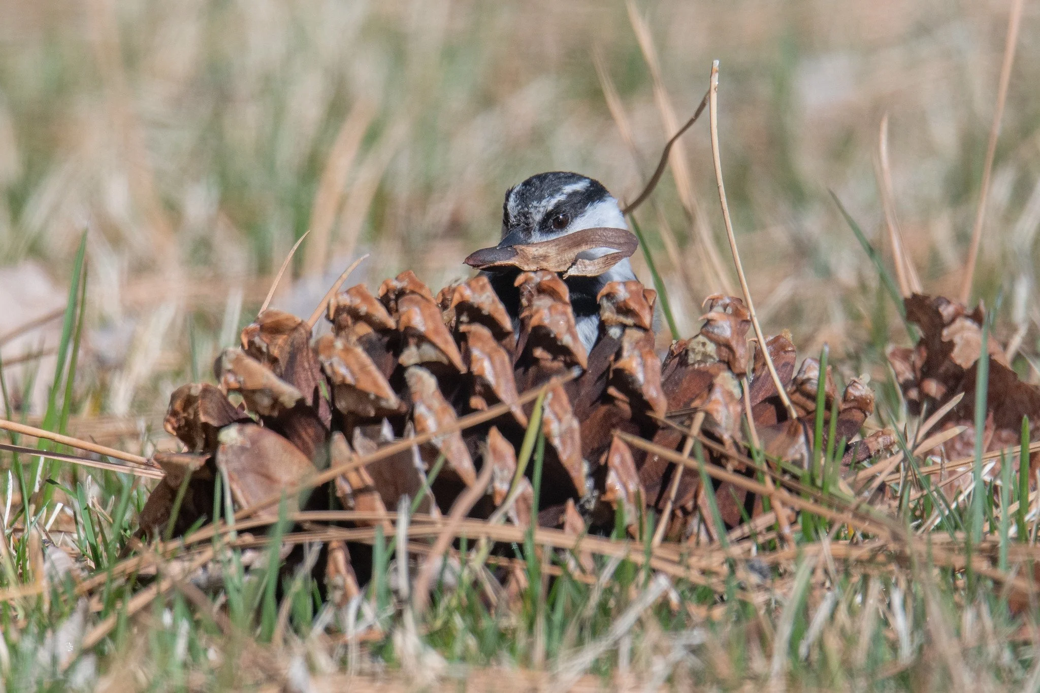 Mountain Chickadee (Poecile gambeli)
