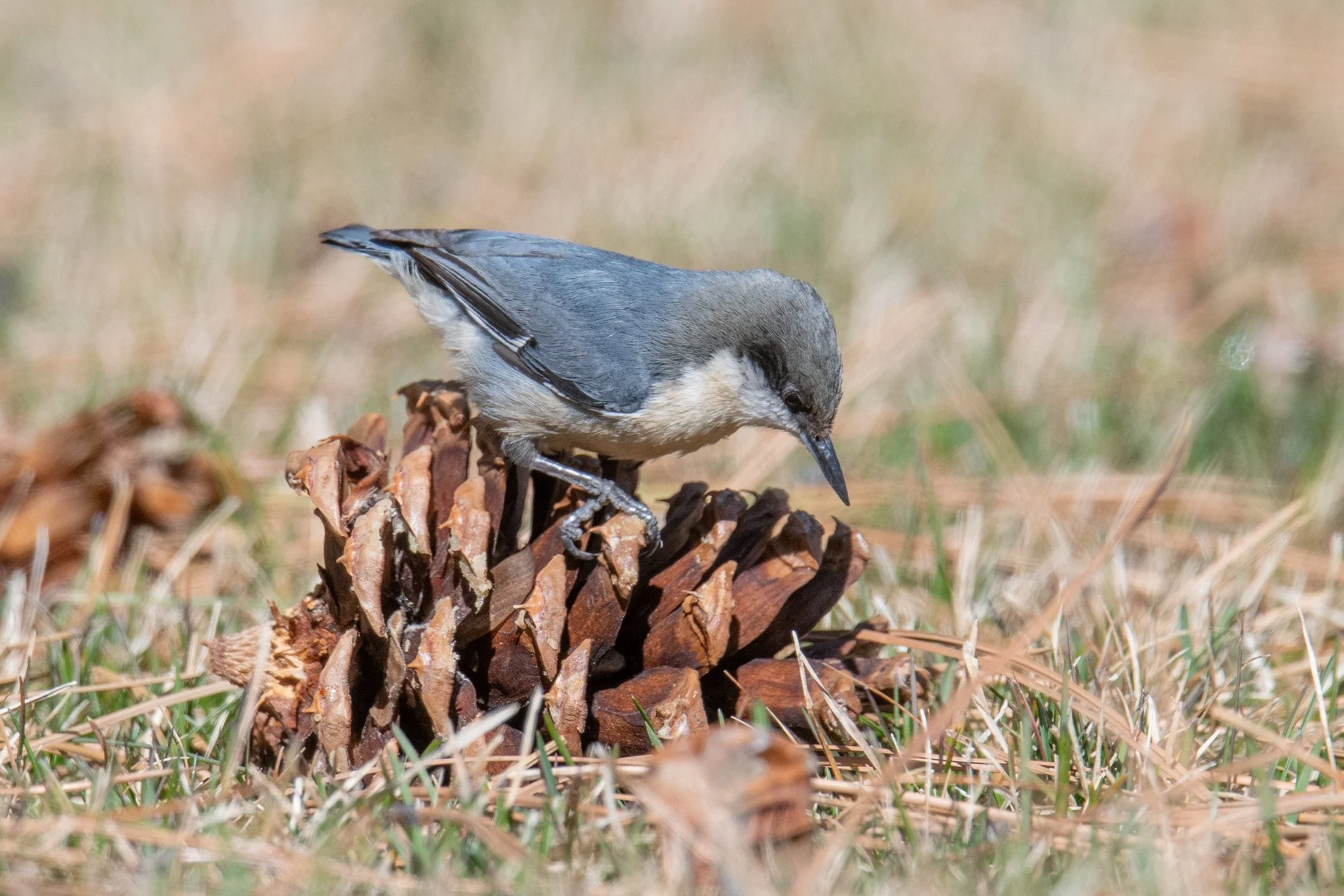 Pygmy Nuthatch (Sitta pygmaea)