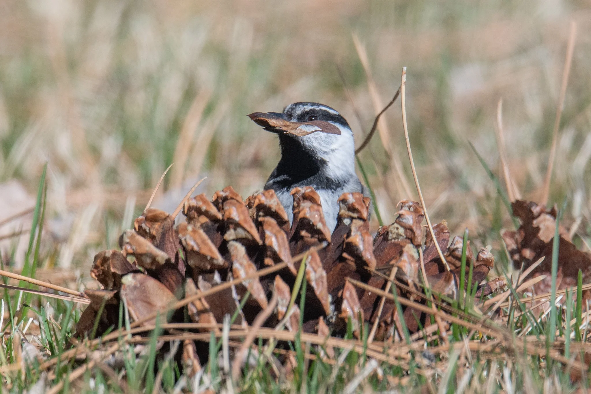 Mountain Chickadee (Poecile gambeli)