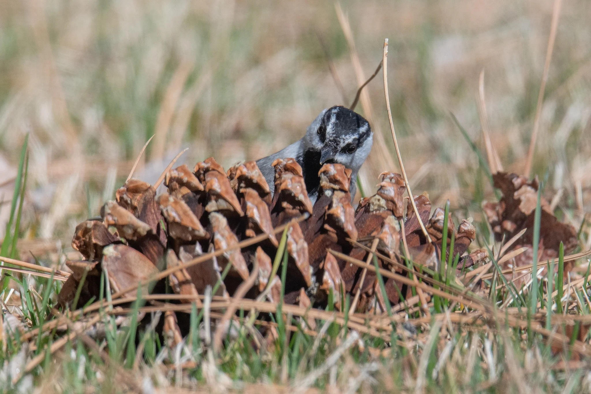 Mountain Chickadee (Poecile gambeli)