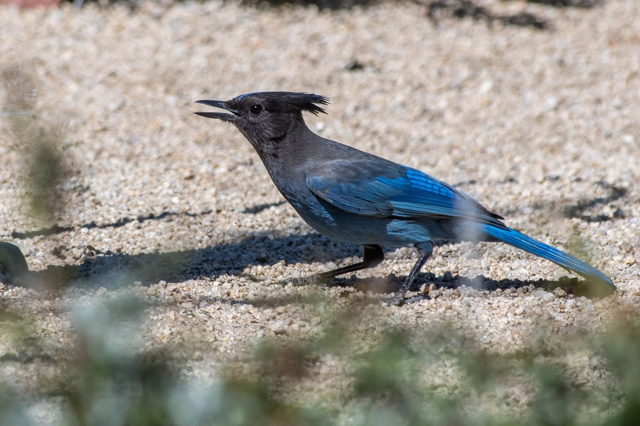Steller's Jay (Cyanocitta stelleri)
