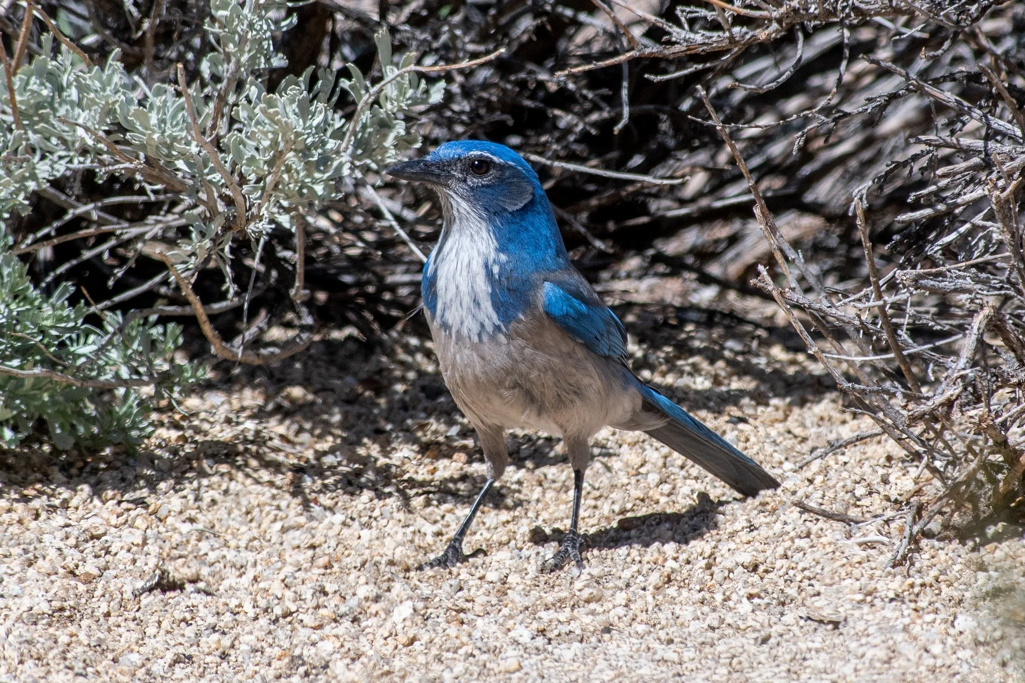 California Scrub-Jay (Aphelocoma californica)