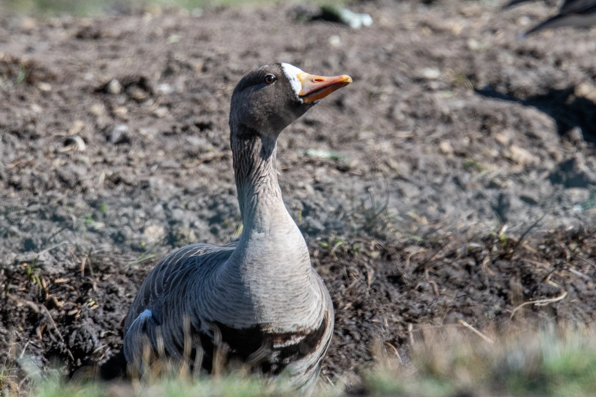 Greater White-fronted Goose (Anser albifrons)