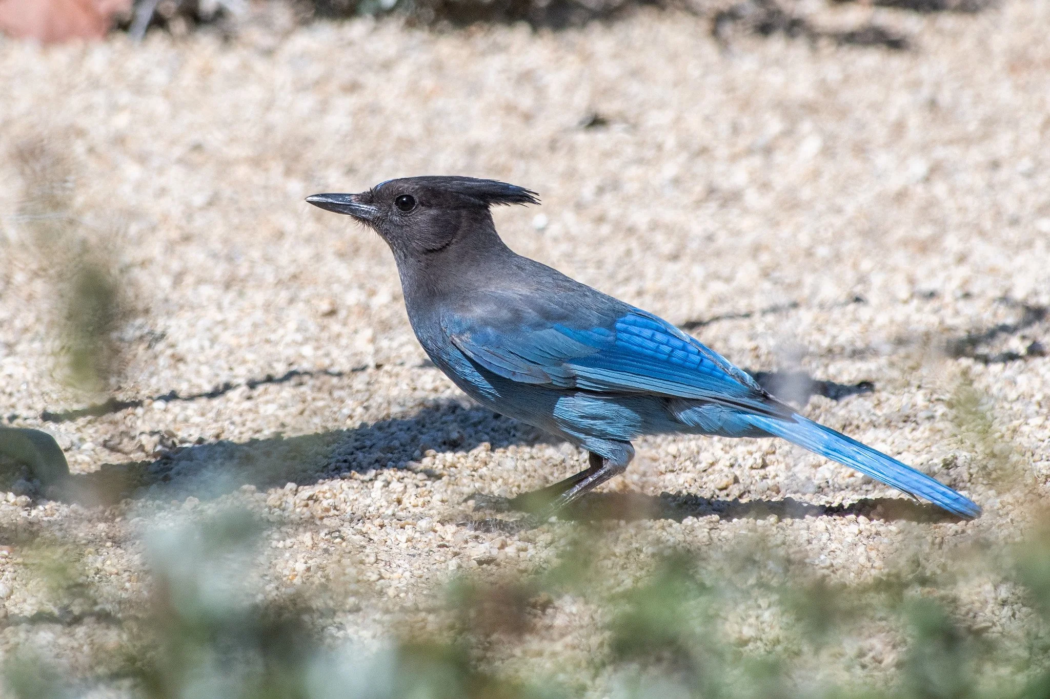 Steller's Jay (Cyanocitta stelleri)