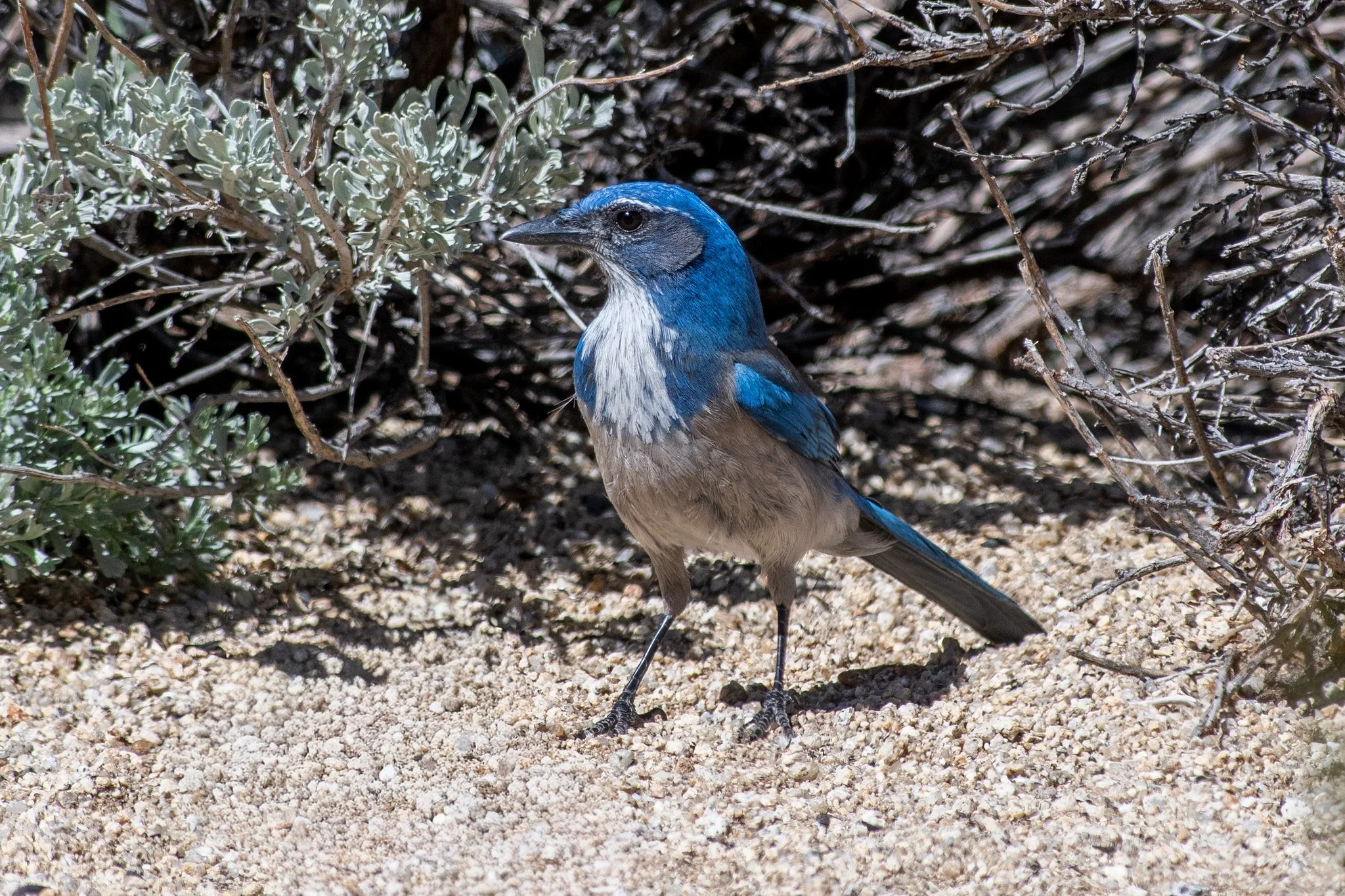 California Scrub-Jay (Aphelocoma californica)