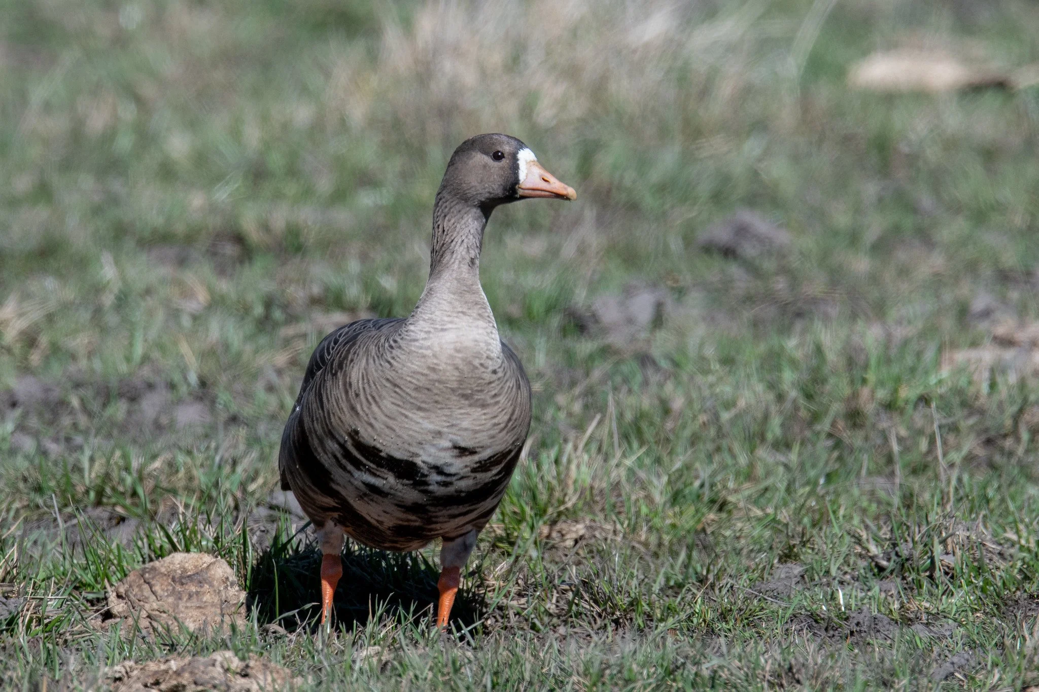 Greater White-fronted Goose (Anser albifrons)