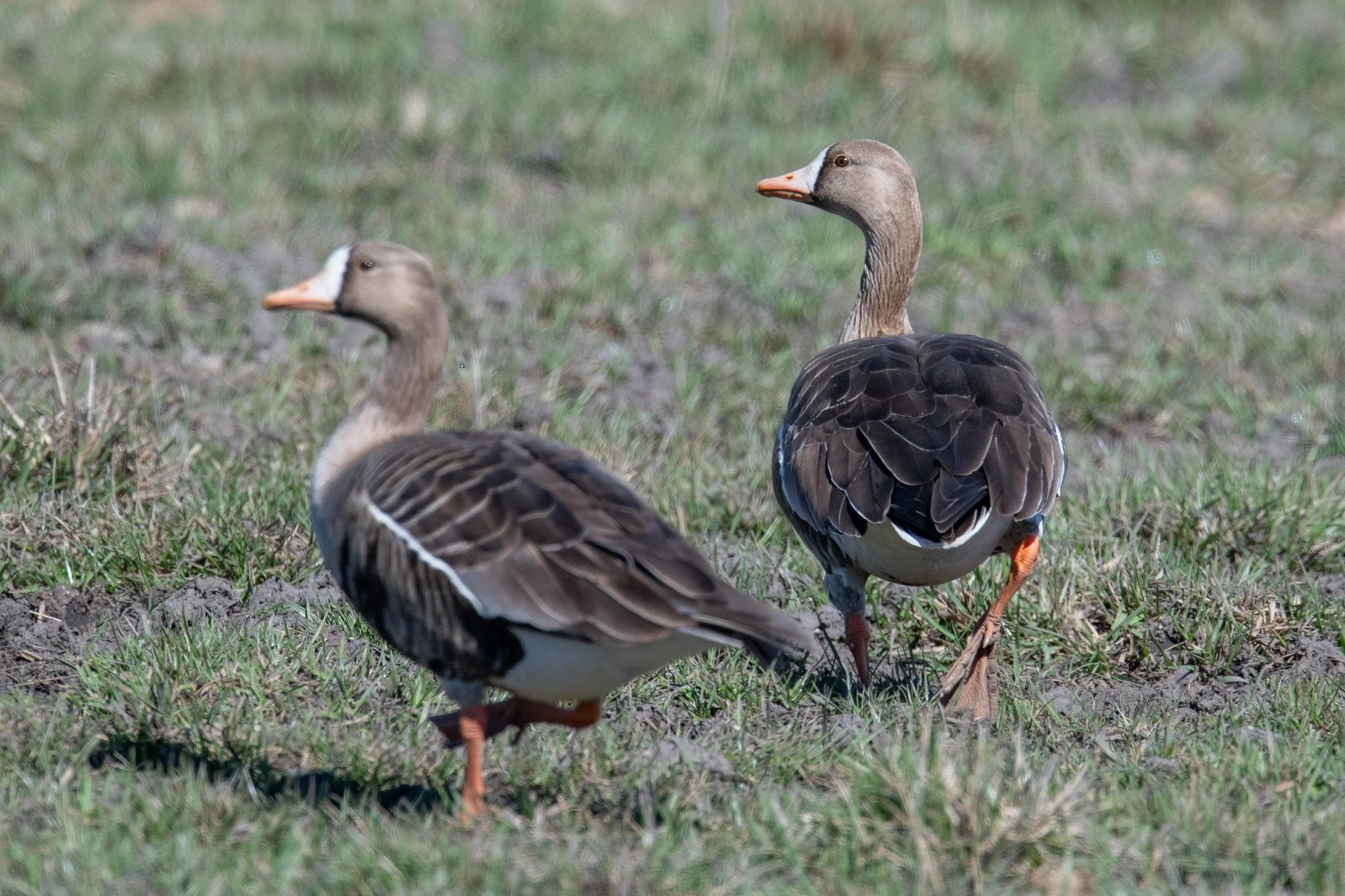 Greater White-fronted Goose (Anser albifrons)