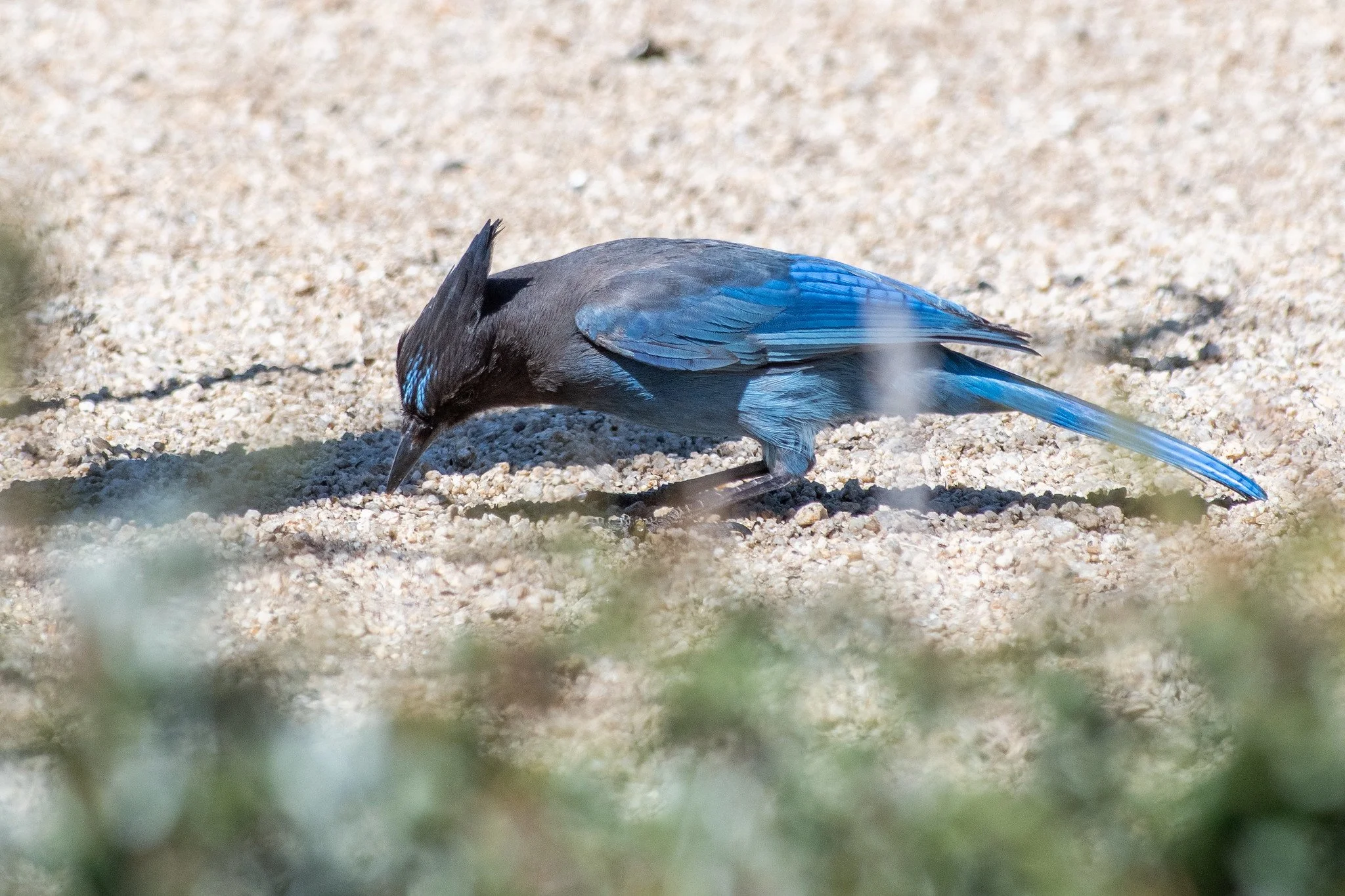 Steller's Jay (Cyanocitta stelleri)