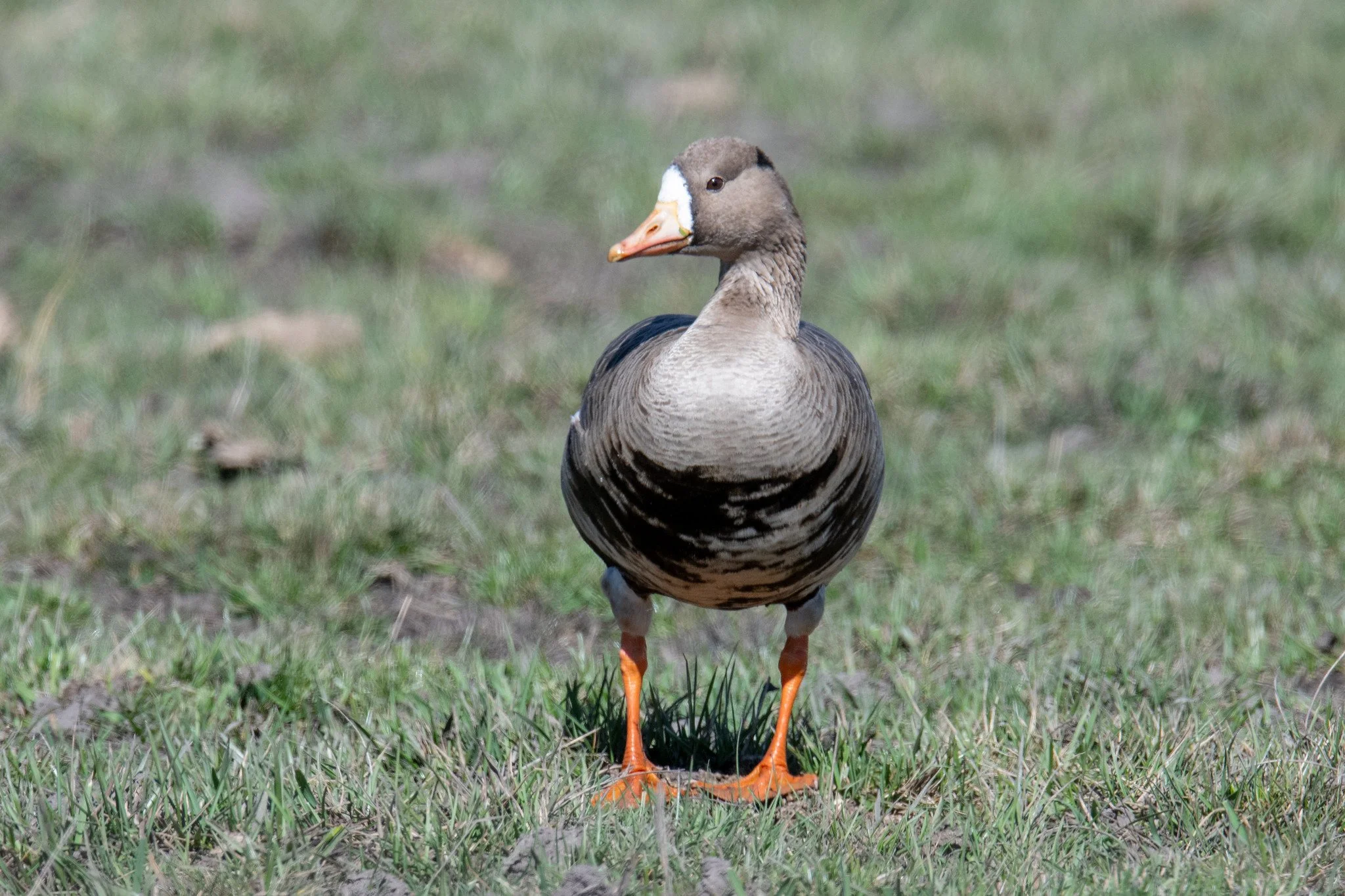 Greater White-fronted Goose (Anser albifrons)