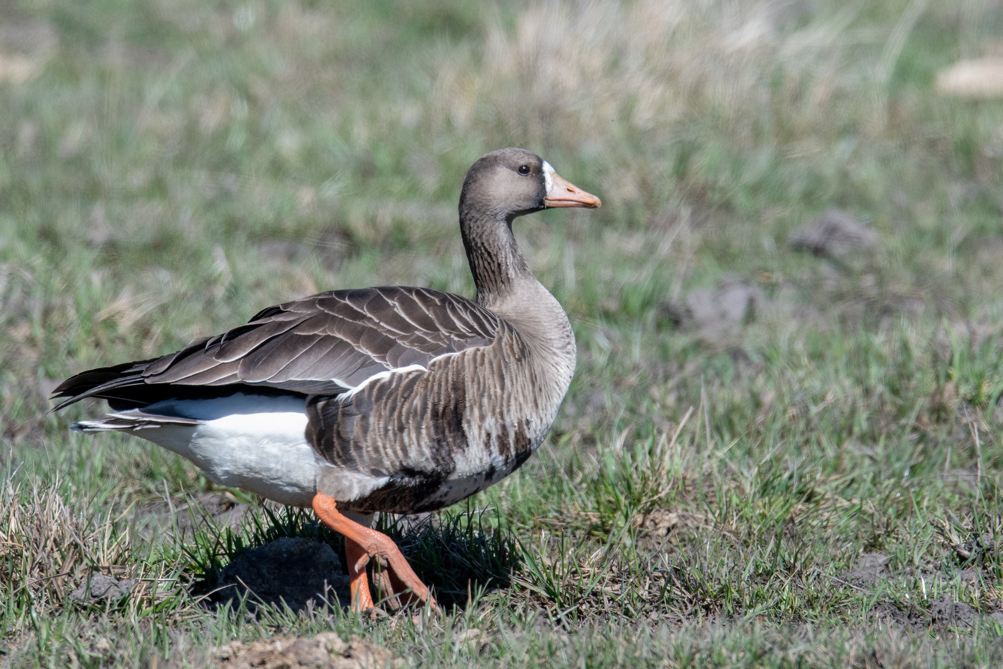 Greater White-fronted Goose (Anser albifrons)