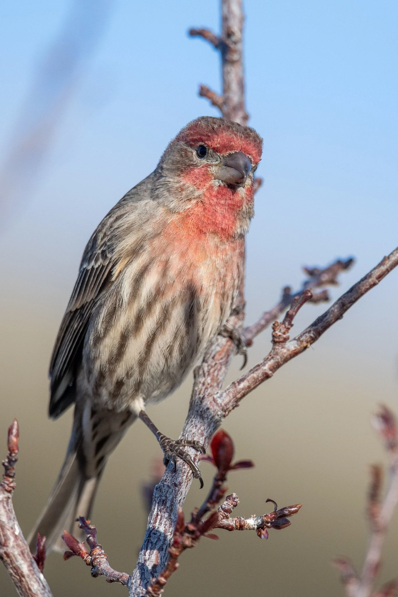 House Finch (Haemorhous mexicanus)