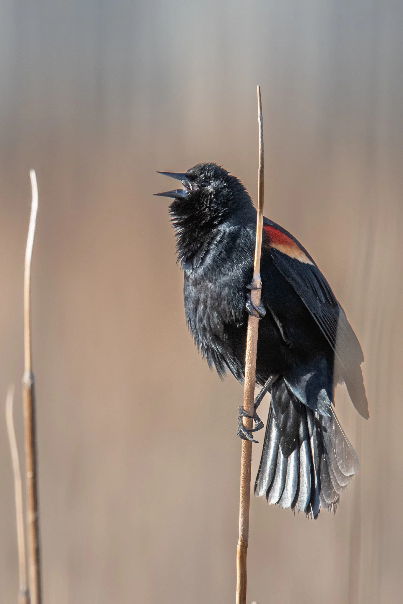 Red-winged Blackbird (Agelaius phoeniceus)
