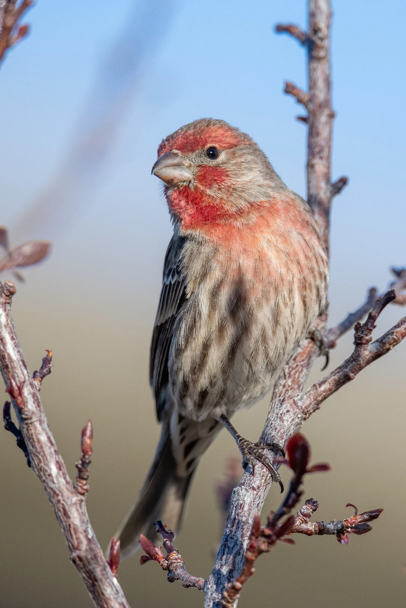 House Finch (Haemorhous mexicanus)