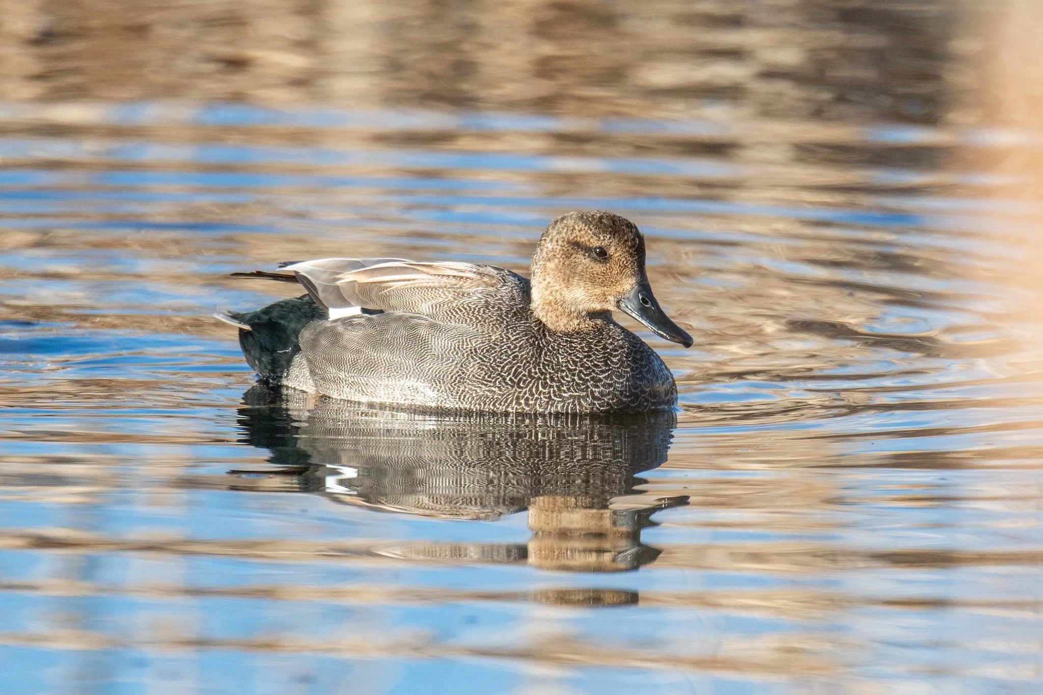 Gadwall (Mareca strepera)