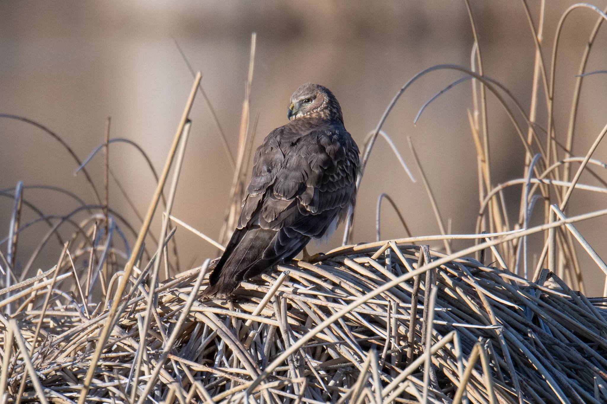 Northern Harrier (Circus hudsonius)