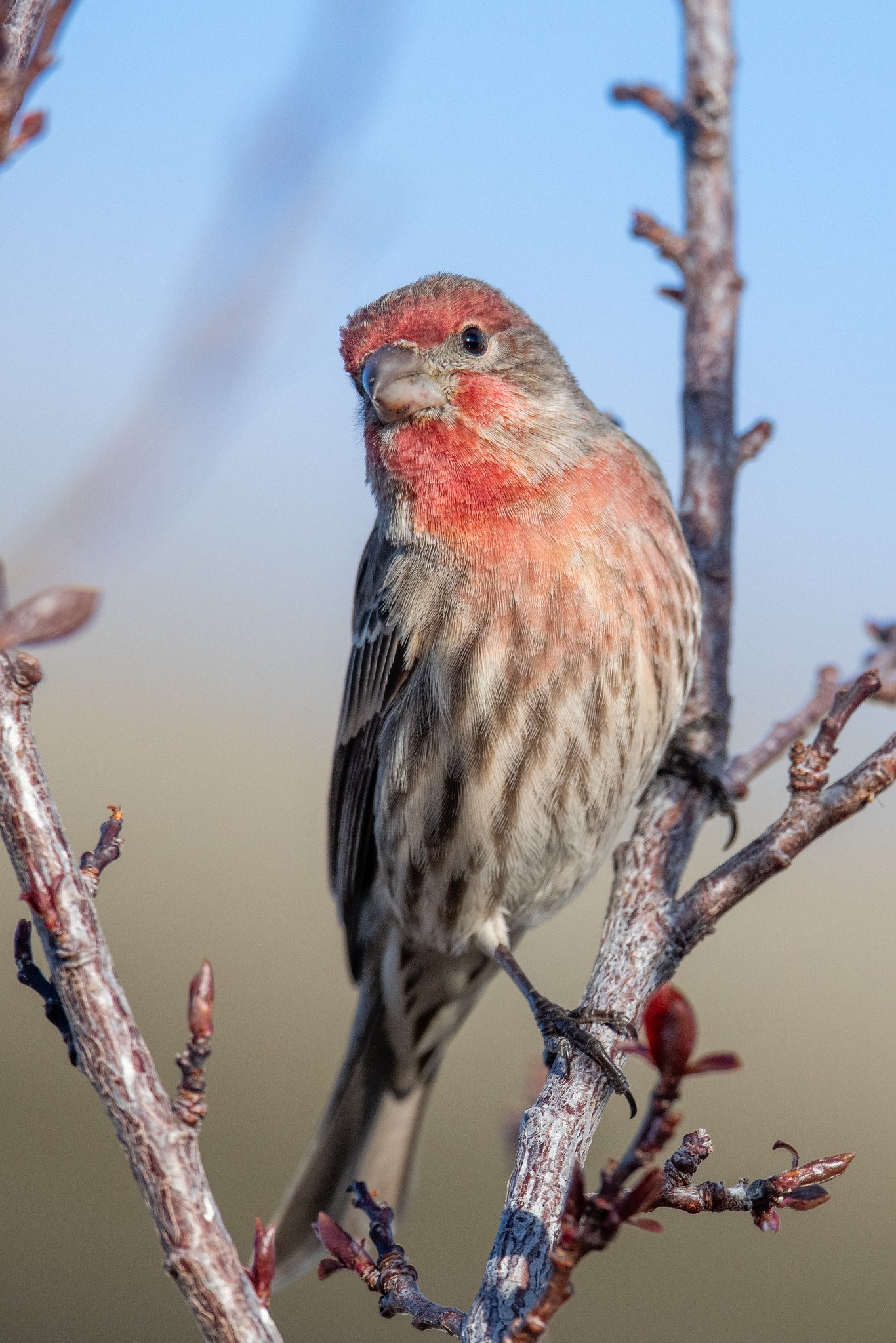 House Finch (Haemorhous mexicanus)