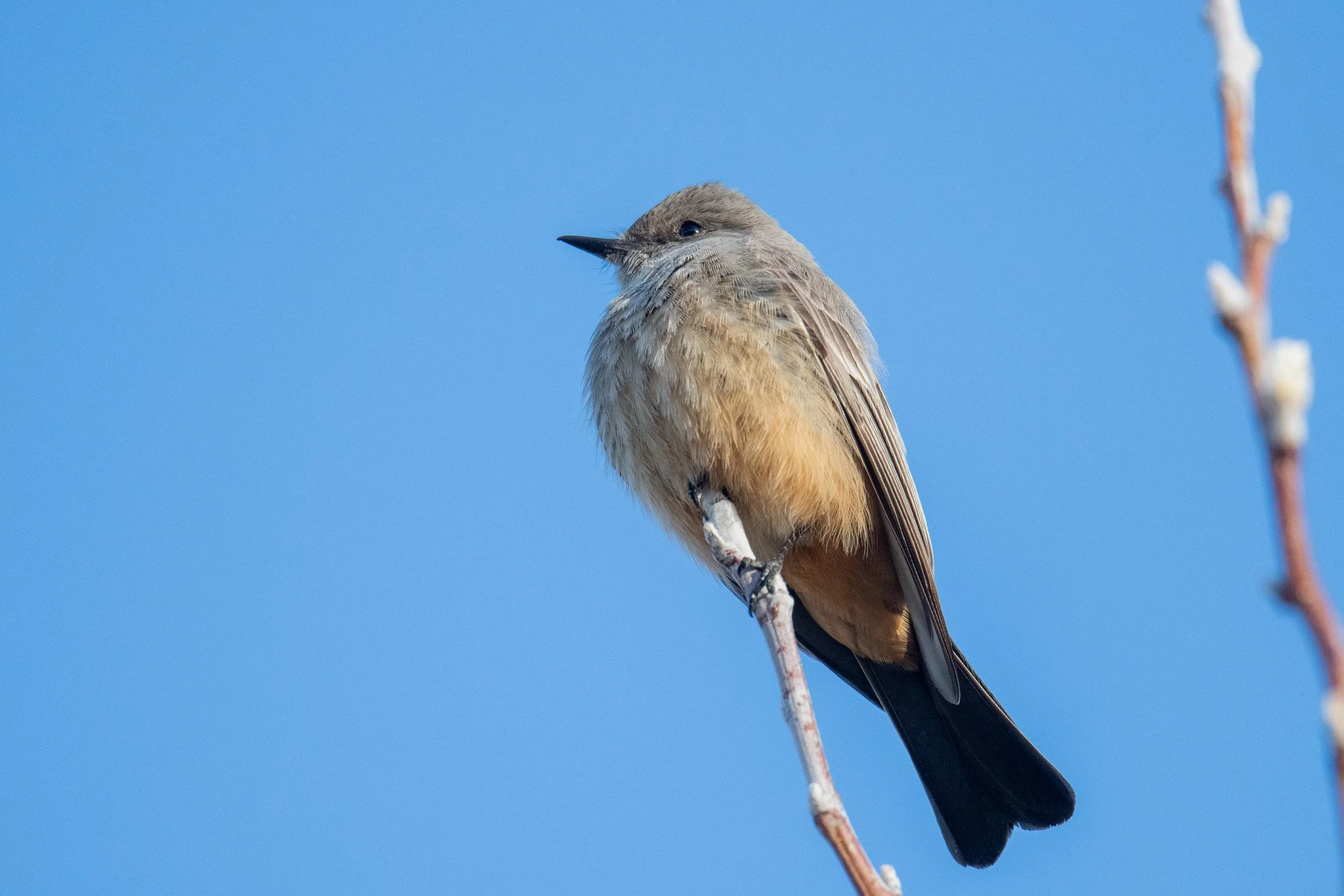 Say's Phoebe (Sayornis saya)