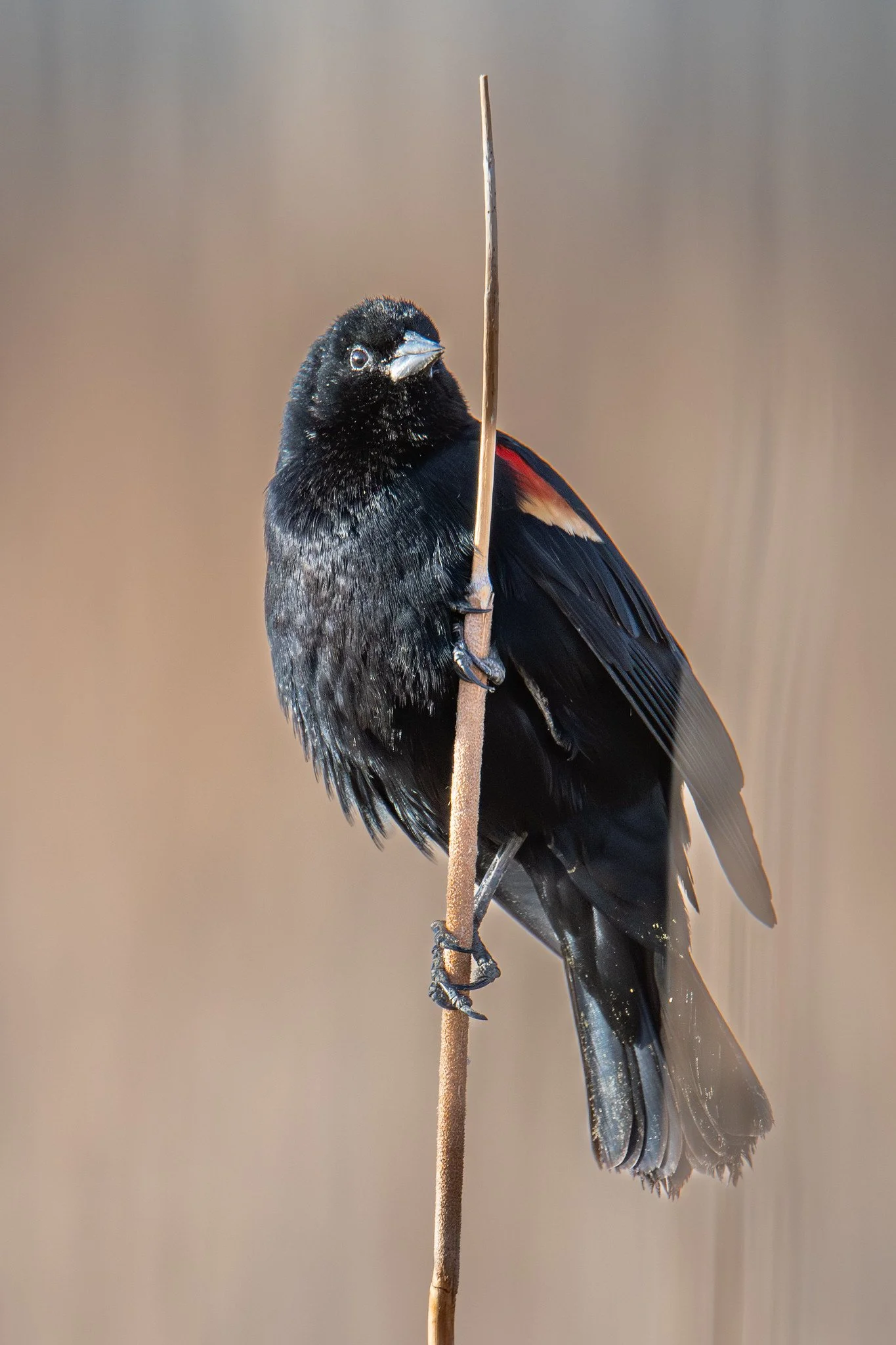 Red-winged Blackbird (Agelaius phoeniceus)