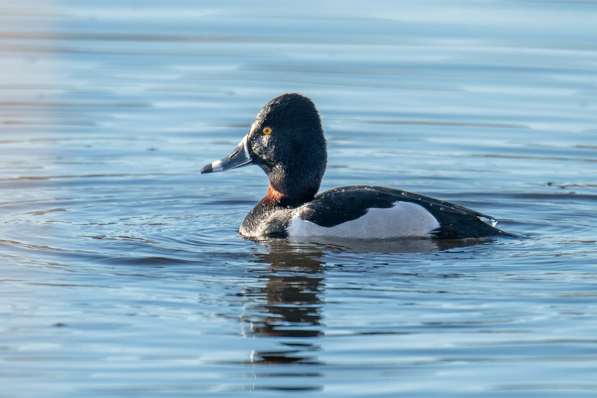 Ring-necked Duck (Aythya collaris)