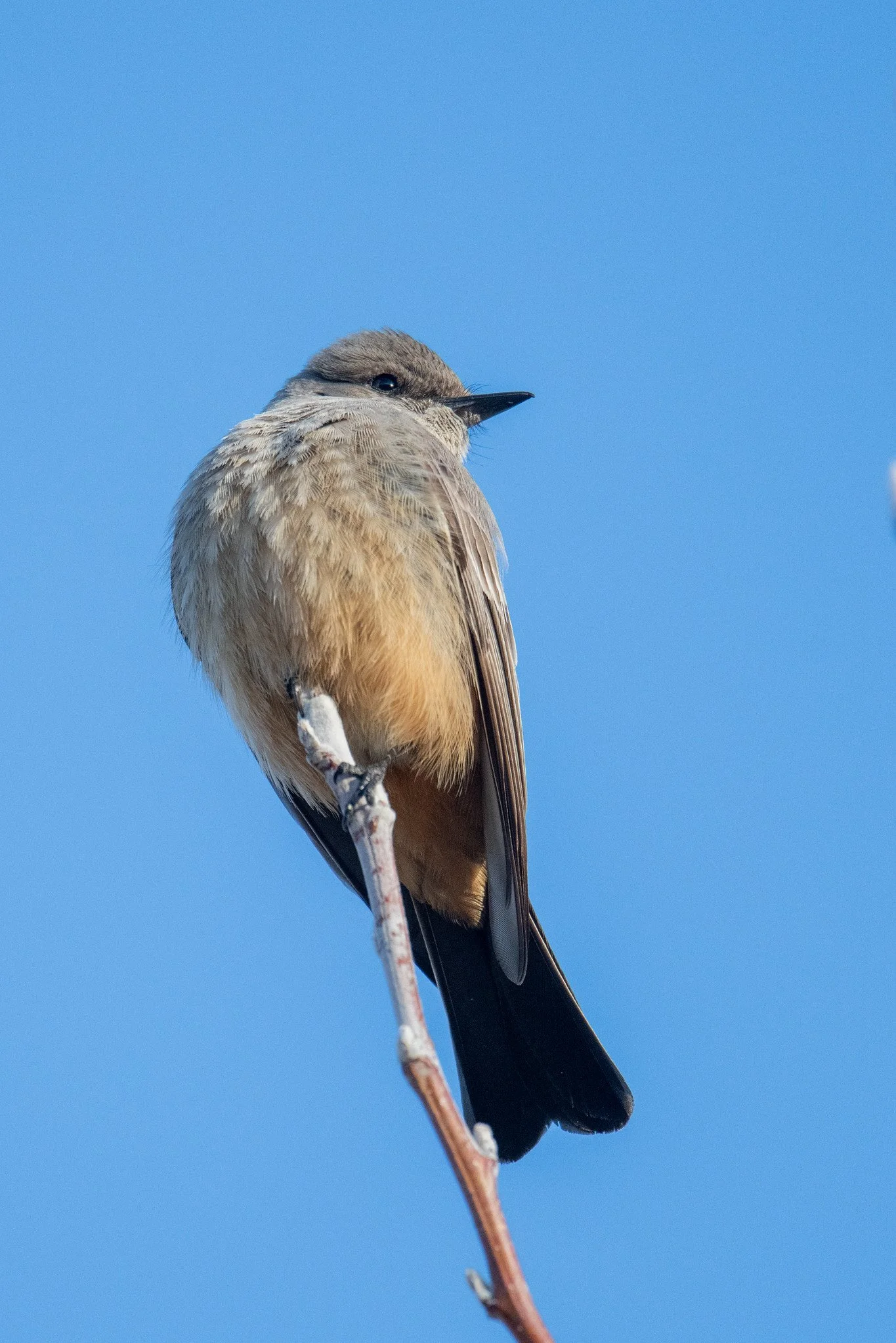 Say's Phoebe (Sayornis saya)