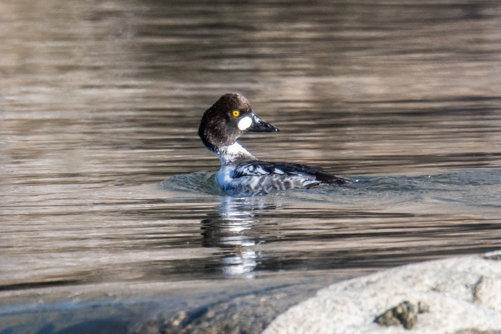 Common Goldeneye (Bucephala clangula)