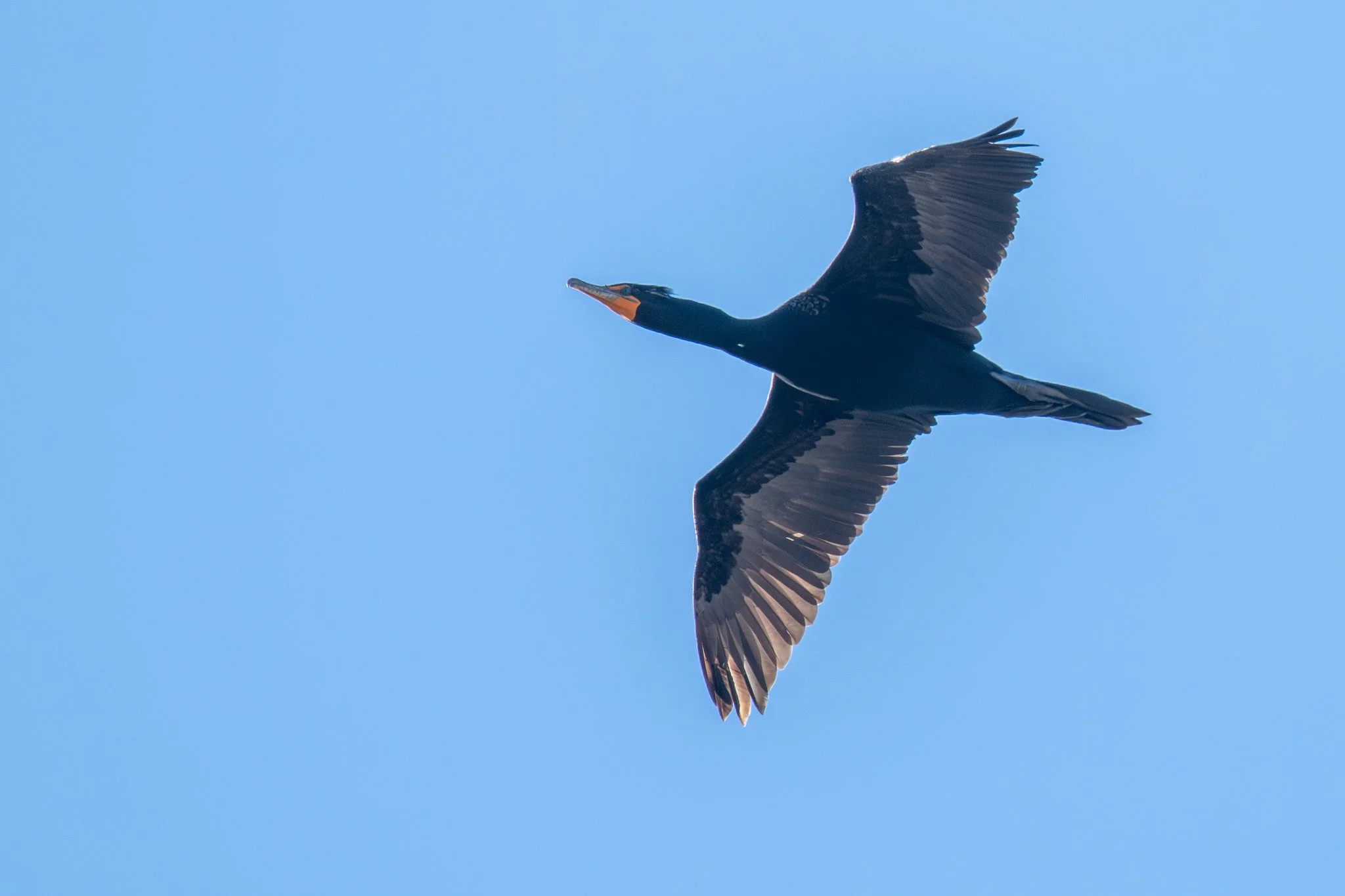 Double-crested Cormorant (Nannopterum auritum)