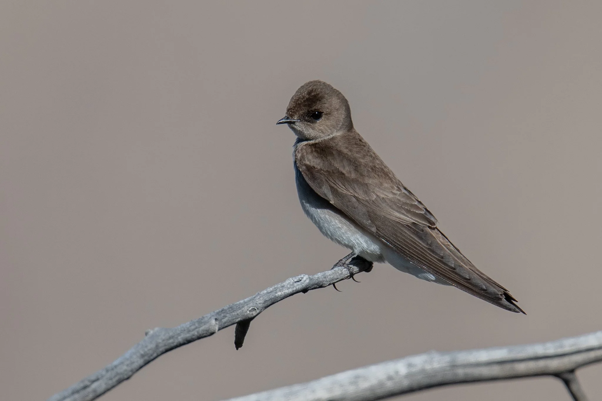 Northern Rough-winged Swallow (Stelgidopteryx serripennis)