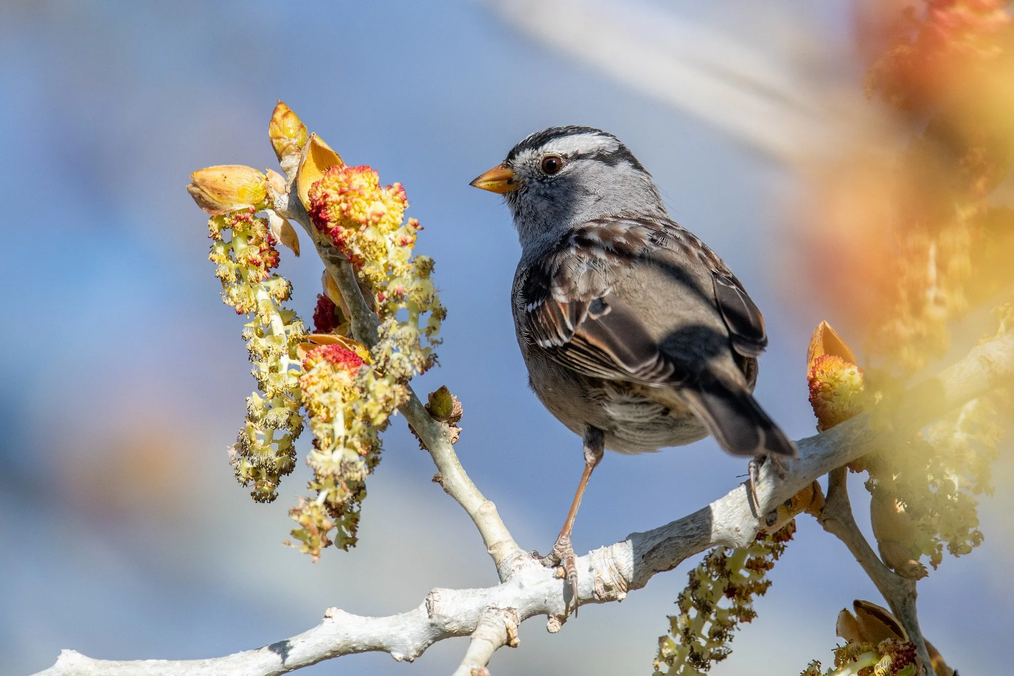 White-crowned Sparrow (Zonotrichia leucophrys)