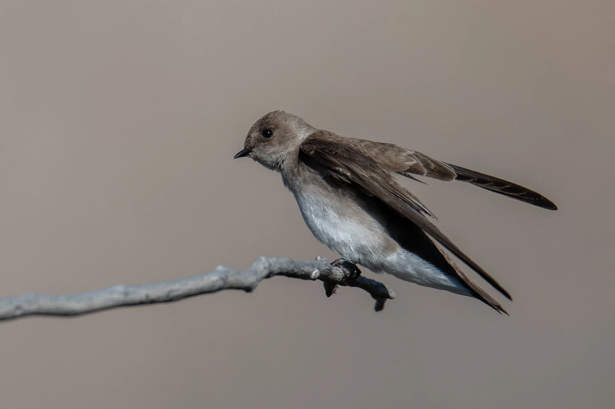 Northern Rough-winged Swallow (Stelgidopteryx serripennis)