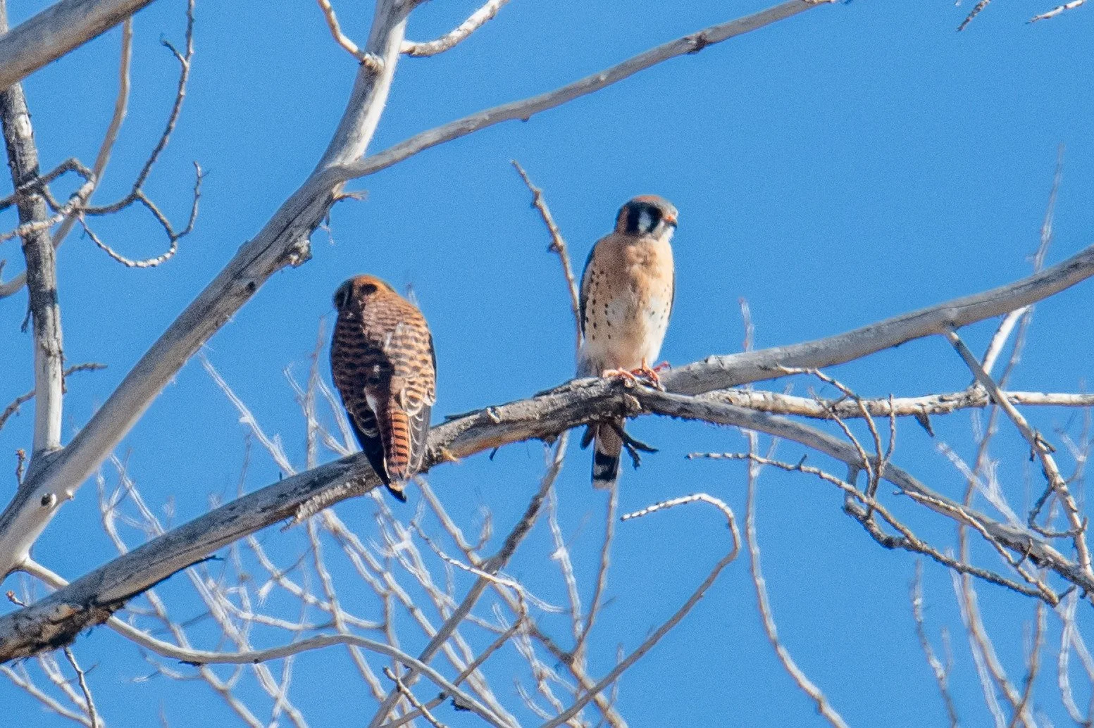 American Kestrel (Falco sparverius)