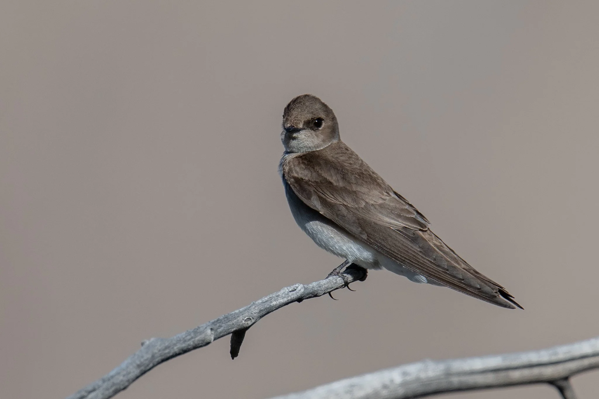 Northern Rough-winged Swallow (Stelgidopteryx serripennis)