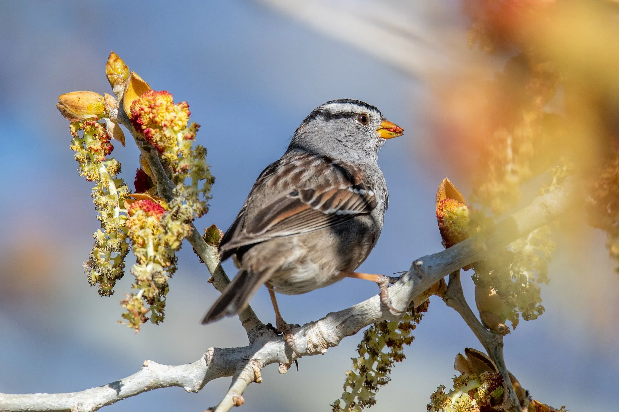 White-crowned Sparrow (Zonotrichia leucophrys)