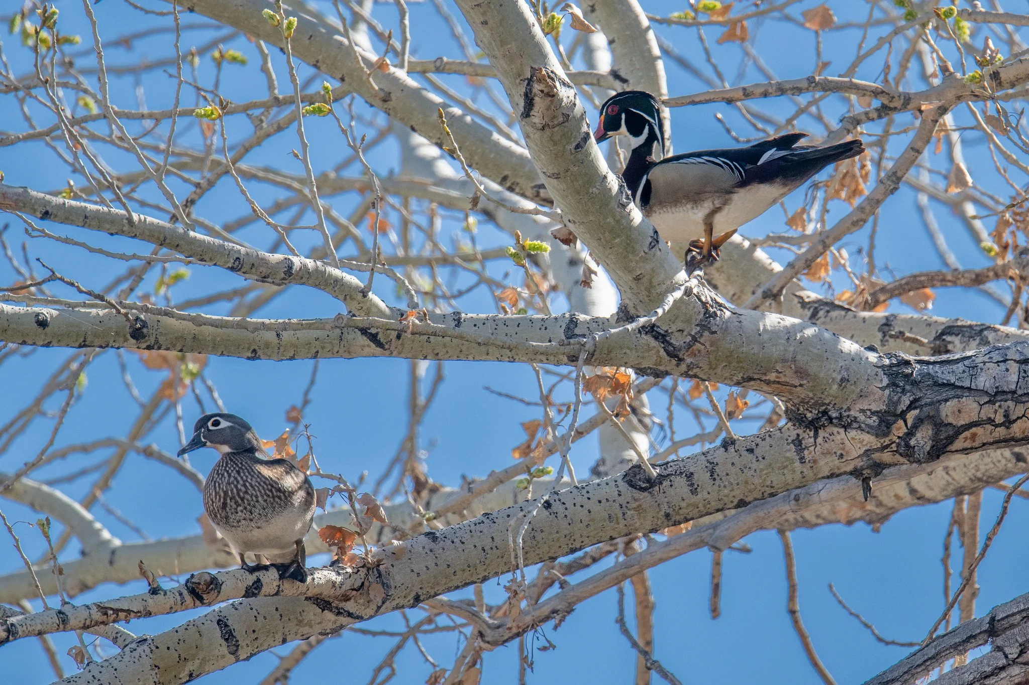 Wood Duck (Aix sponsa)