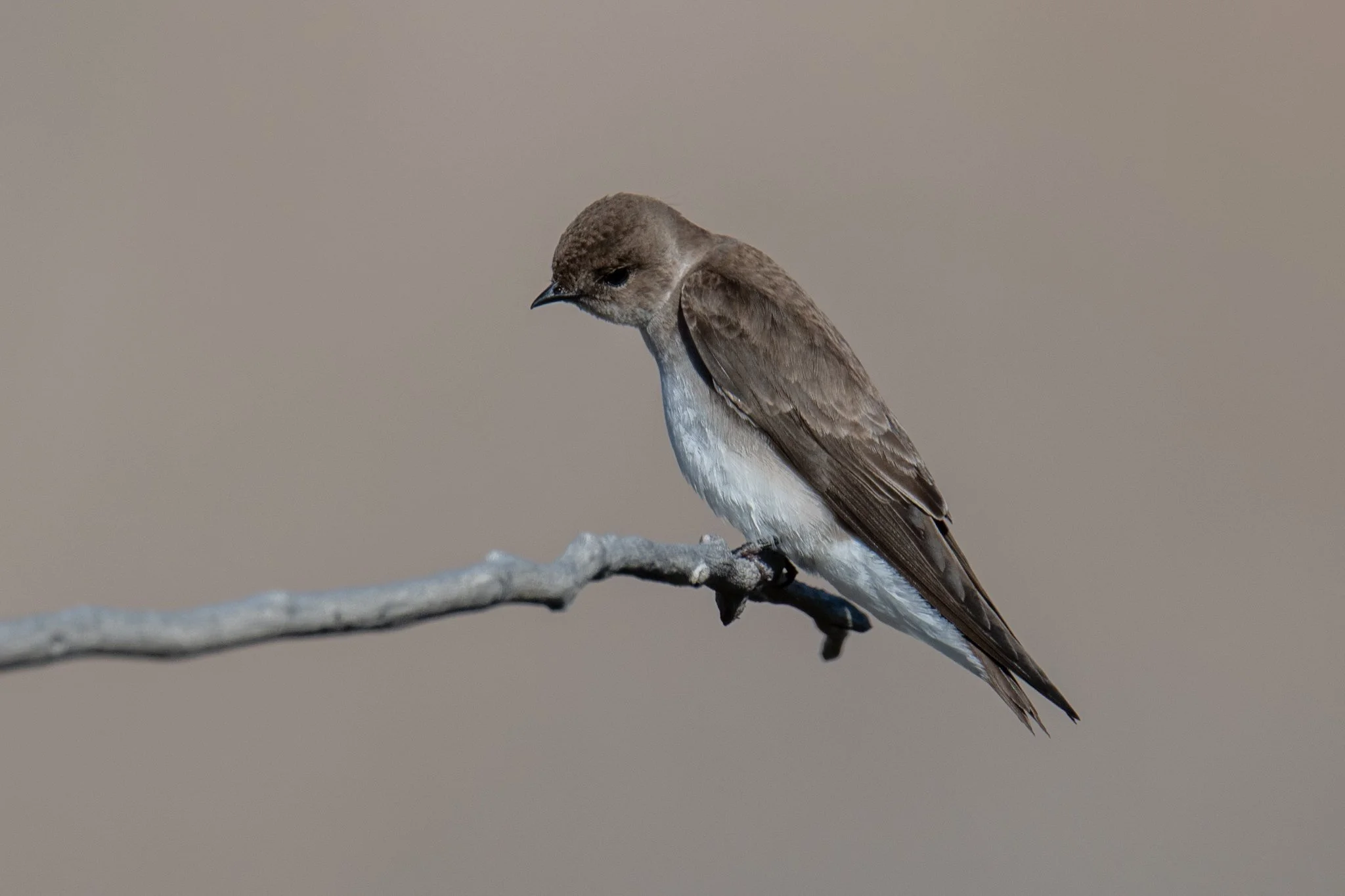 Northern Rough-winged Swallow (Stelgidopteryx serripennis)