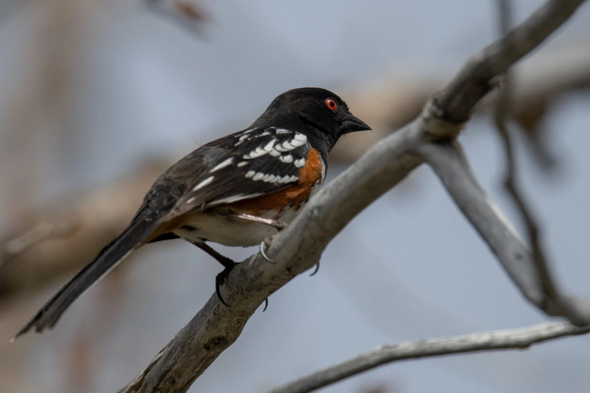 Spotted Towhee (Pipilo maculatus)