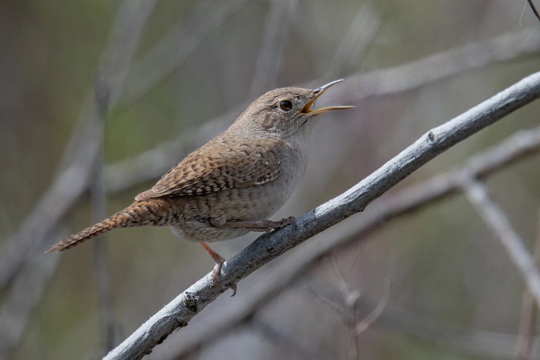 Northern House Wren (Troglodytes aedon)
