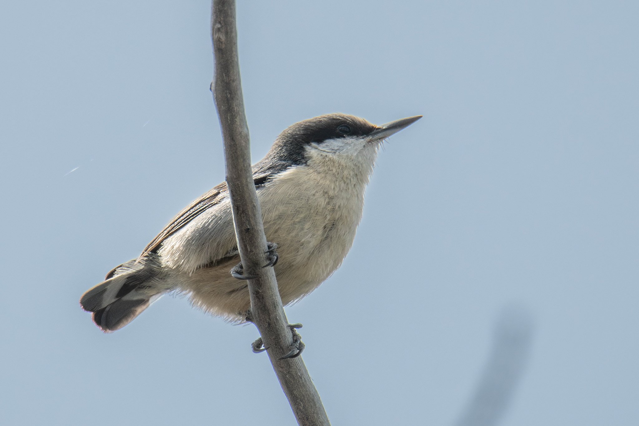 Pygmy Nuthatch (Sitta pygmaea)