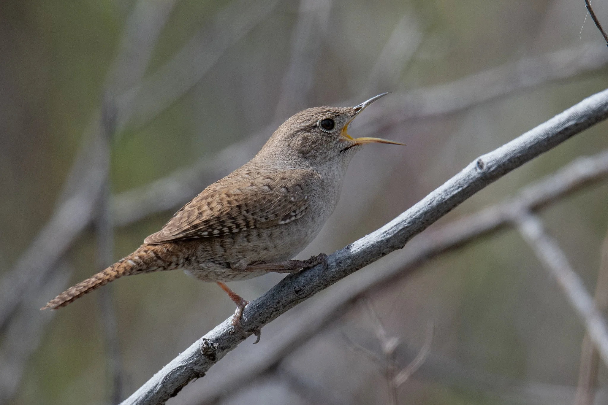 Northern House Wren (Troglodytes aedon)