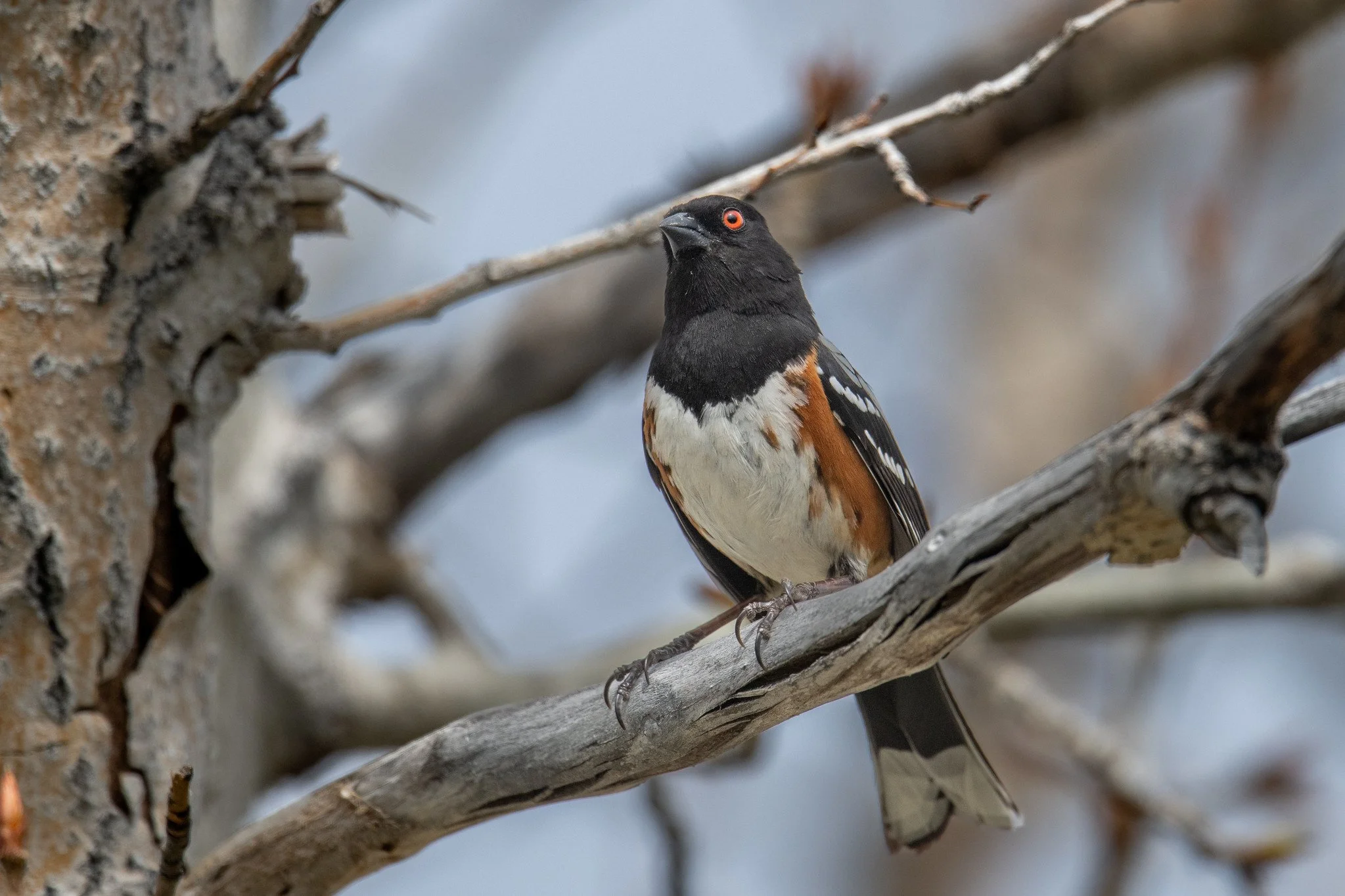Spotted Towhee (Pipilo maculatus)