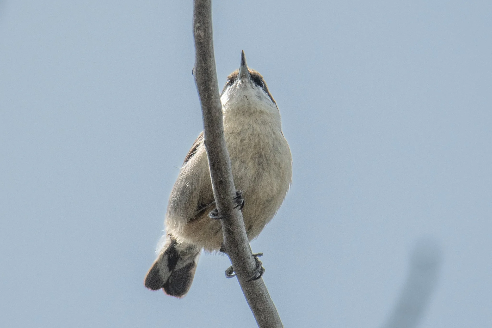 Pygmy Nuthatch (Sitta pygmaea)