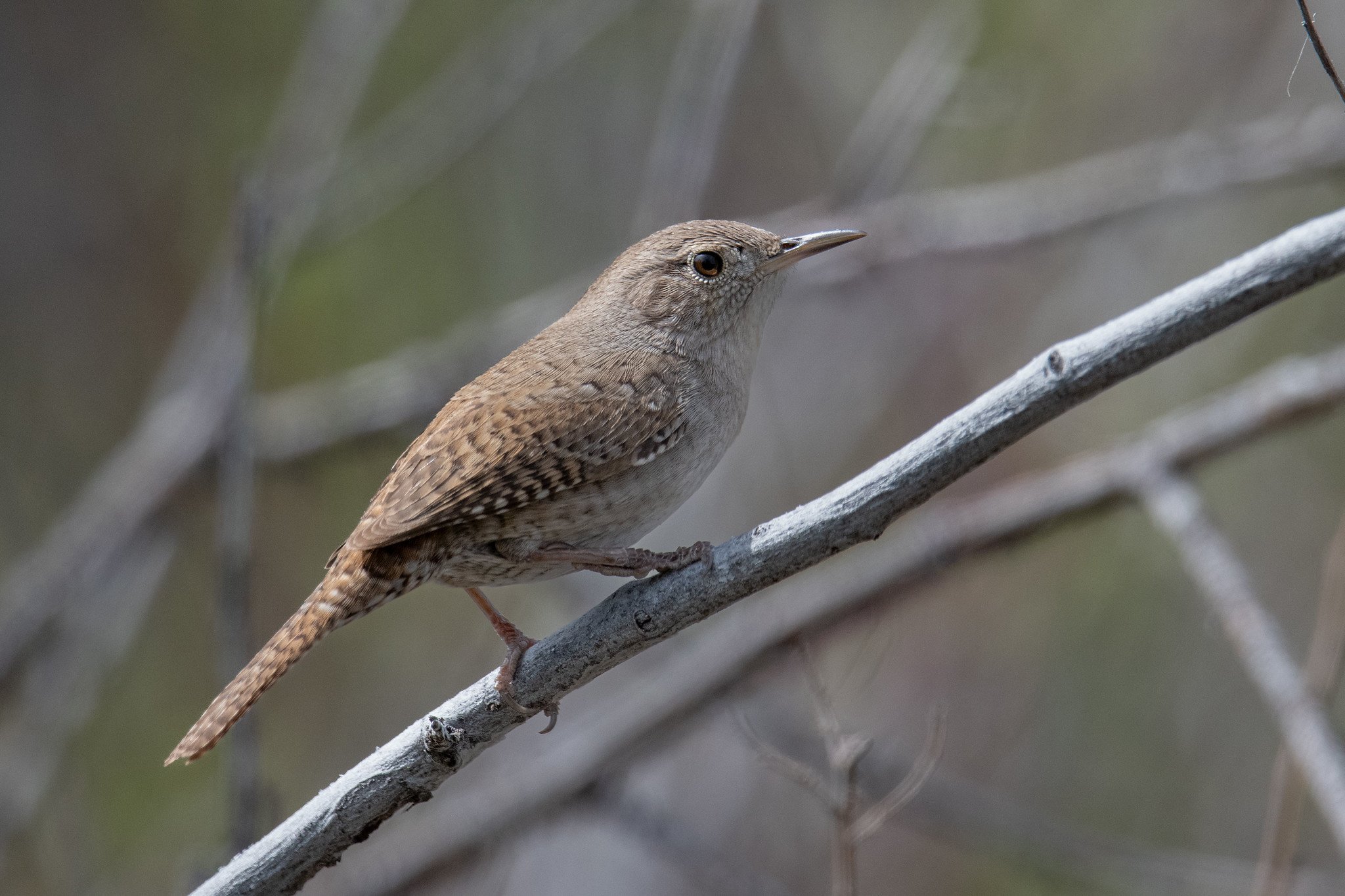 Northern House Wren (Troglodytes aedon)