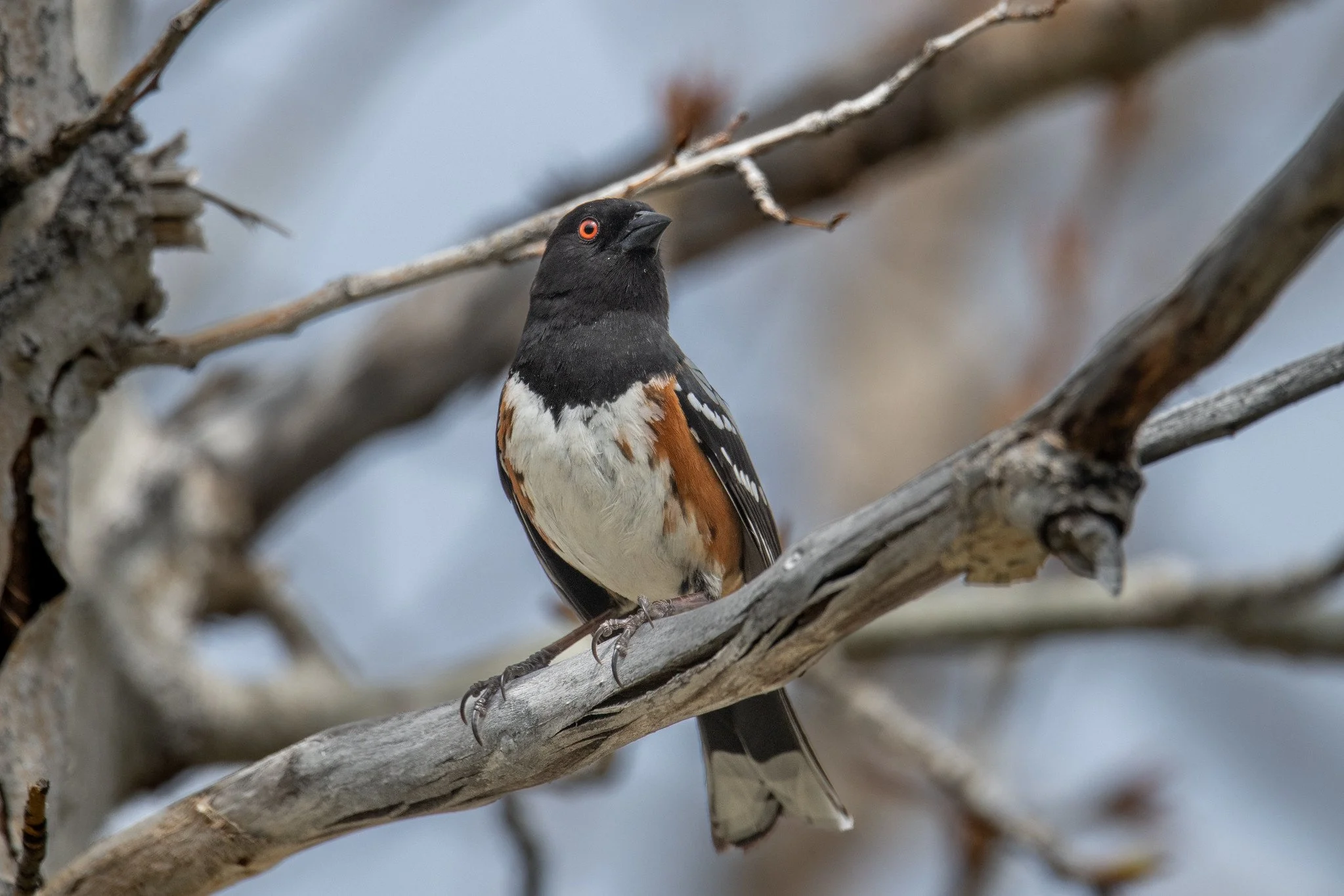 Spotted Towhee (Pipilo maculatus)