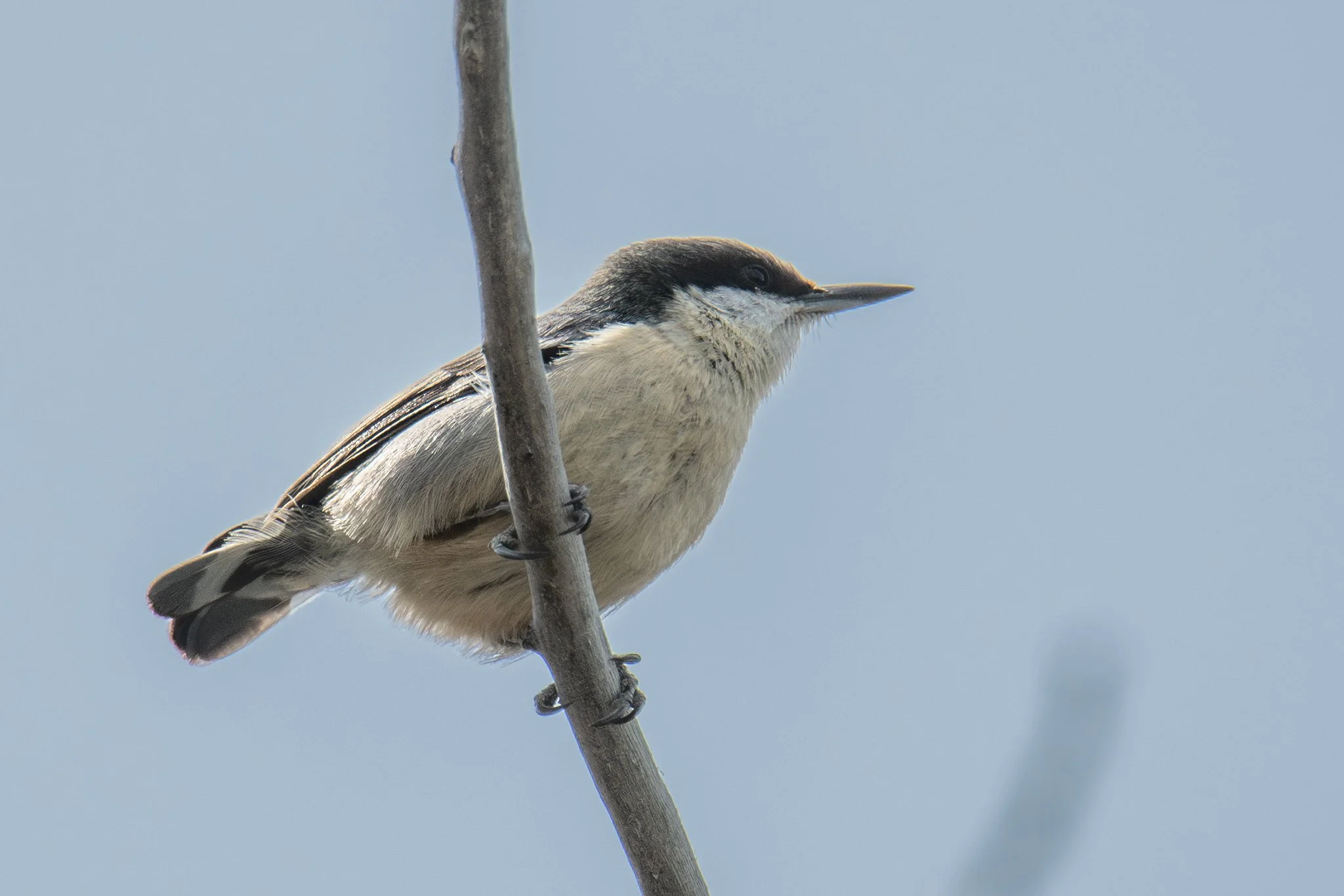 Pygmy Nuthatch (Sitta pygmaea)