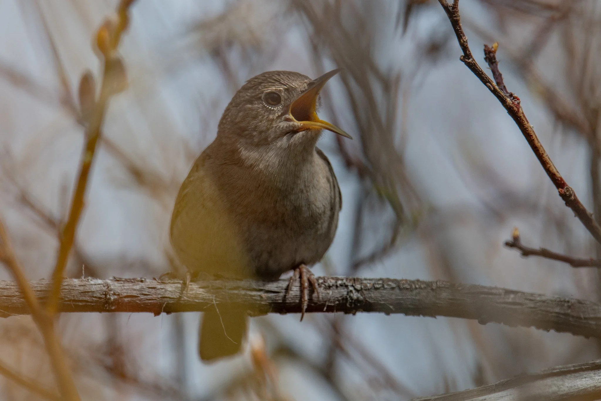 Northern House Wren (Troglodytes aedon)